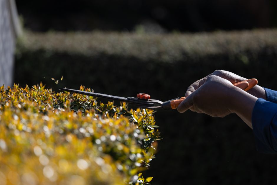 A person wearing a dark blue long-sleeve shirt is pruning a well-maintained, dense hedge with small, glossy green leaves using a pair of pruning shears featuring orange handles and a silver blade. The