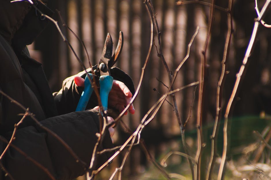 A person wearing a dark blue long-sleeve shirt is pruning a well-maintained, dense hedge with small, glossy green leaves using a pair of pruning shears featuring orange handles and a silver blade. The