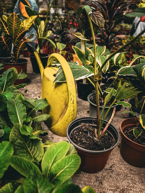 A close-up of various potted plants on a garden surface, including vibrant green leaves with textured surfaces and variegated foliage with yellow and dark green patterns. The soil in the pots appears 
